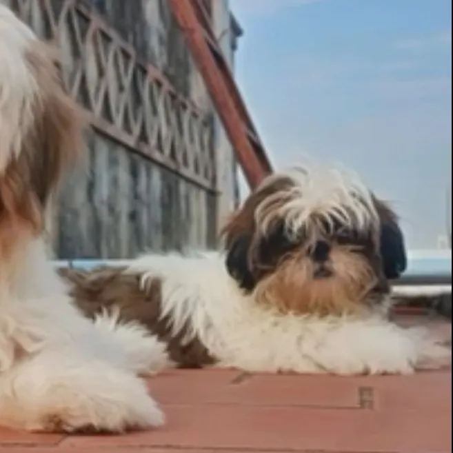 puppie_image