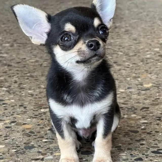 puppies_image