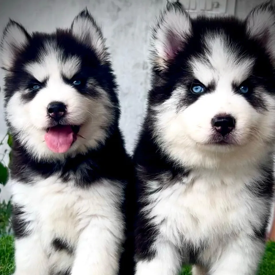 breeder