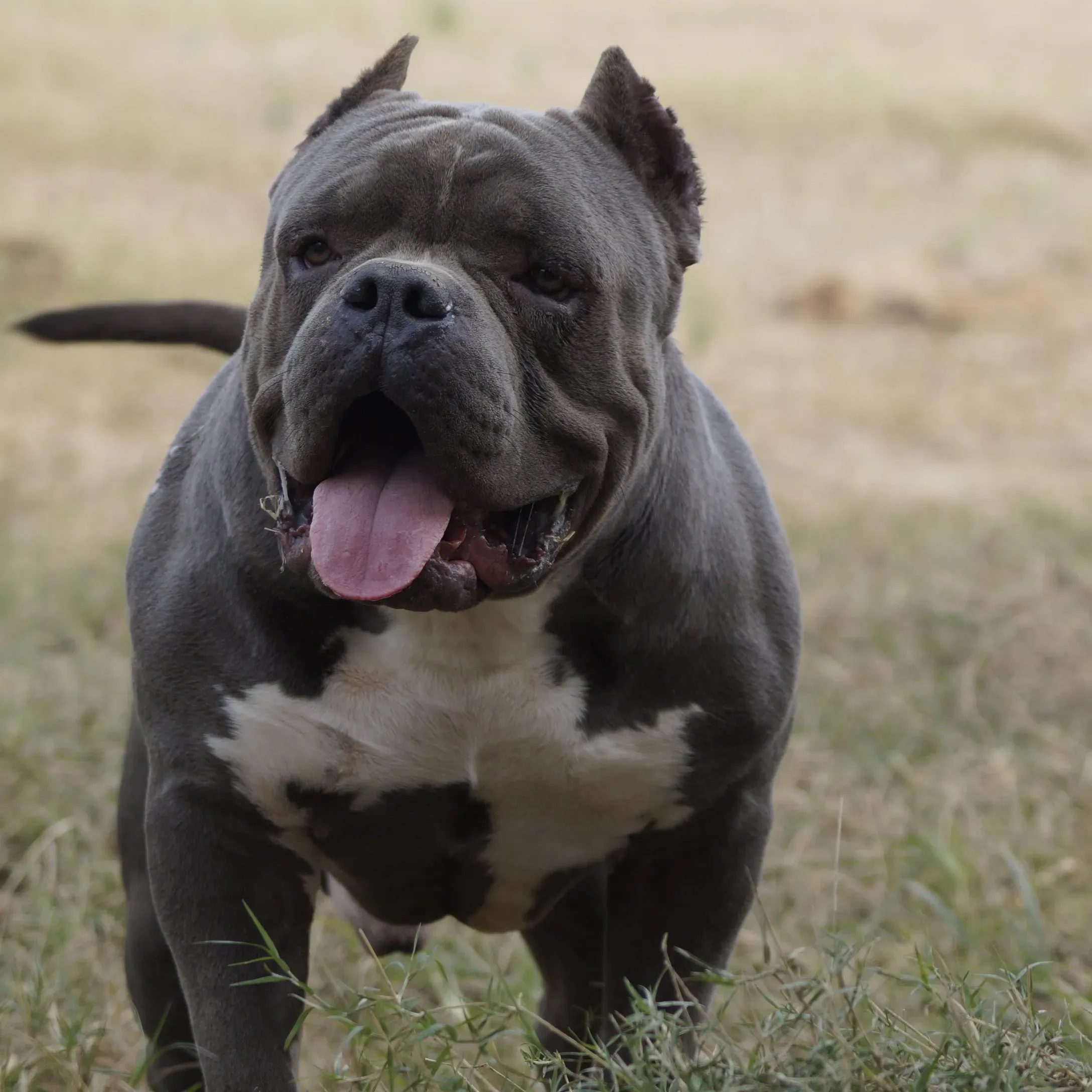 puppie_image