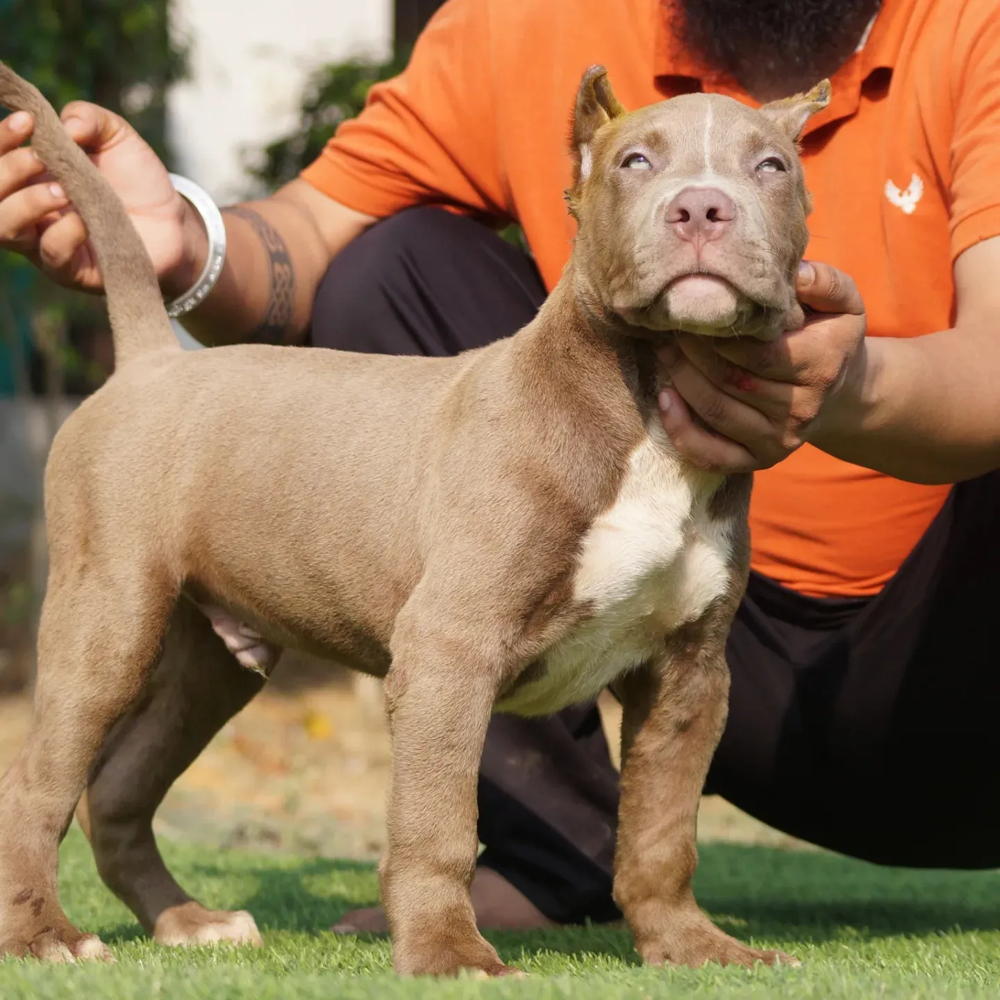 puppies_image
