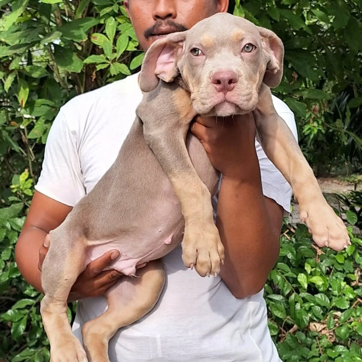 breeder
