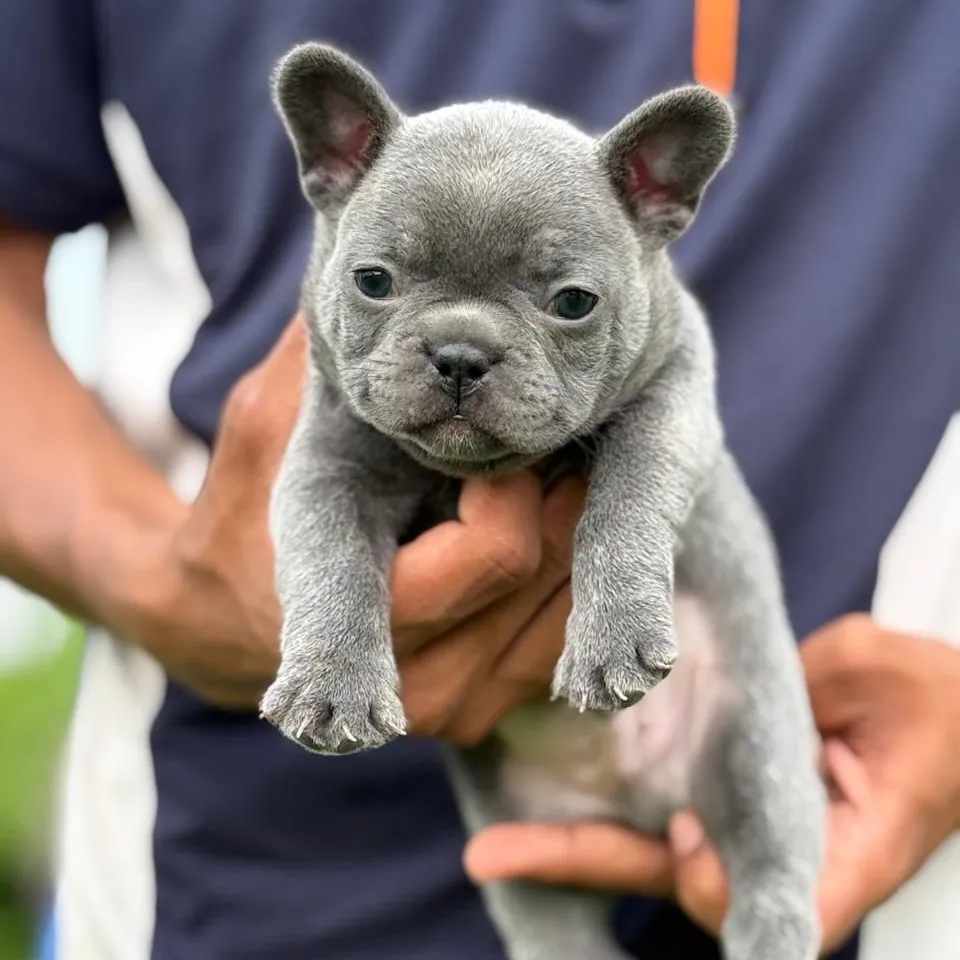 breeder