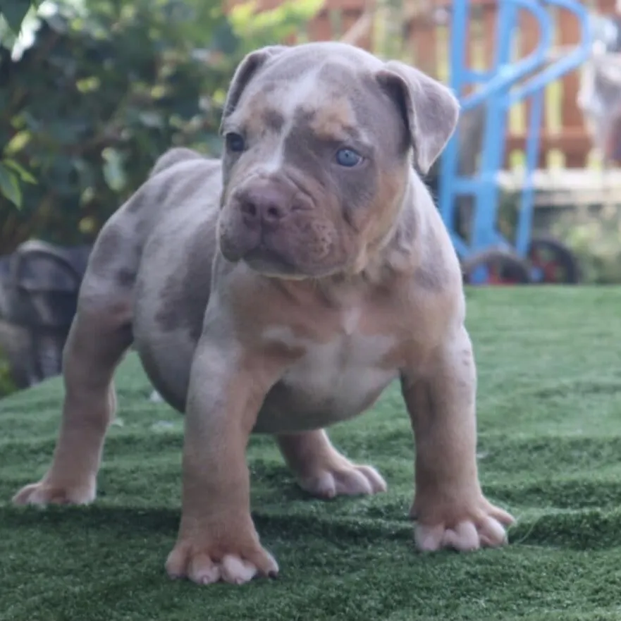 breeder