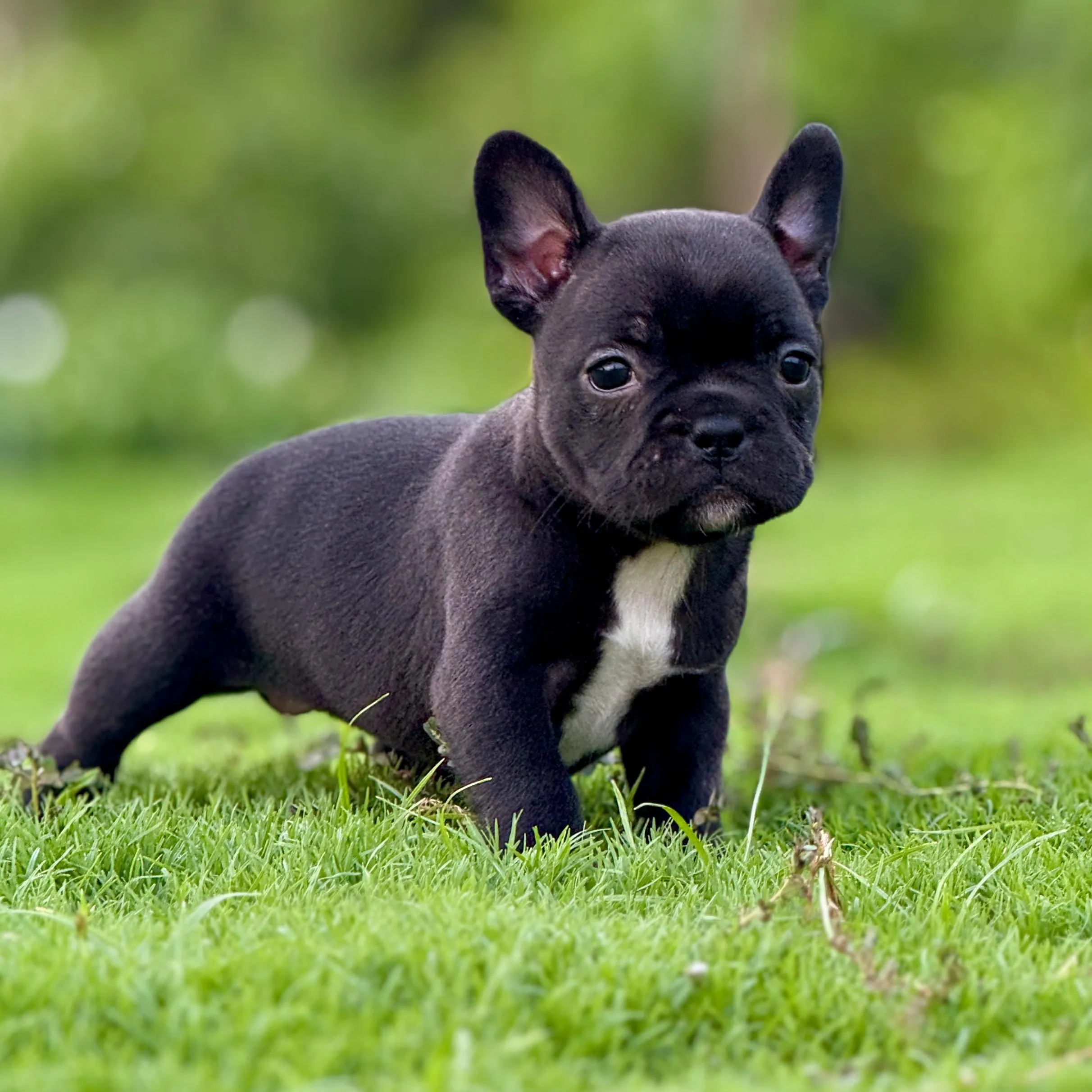 breeder