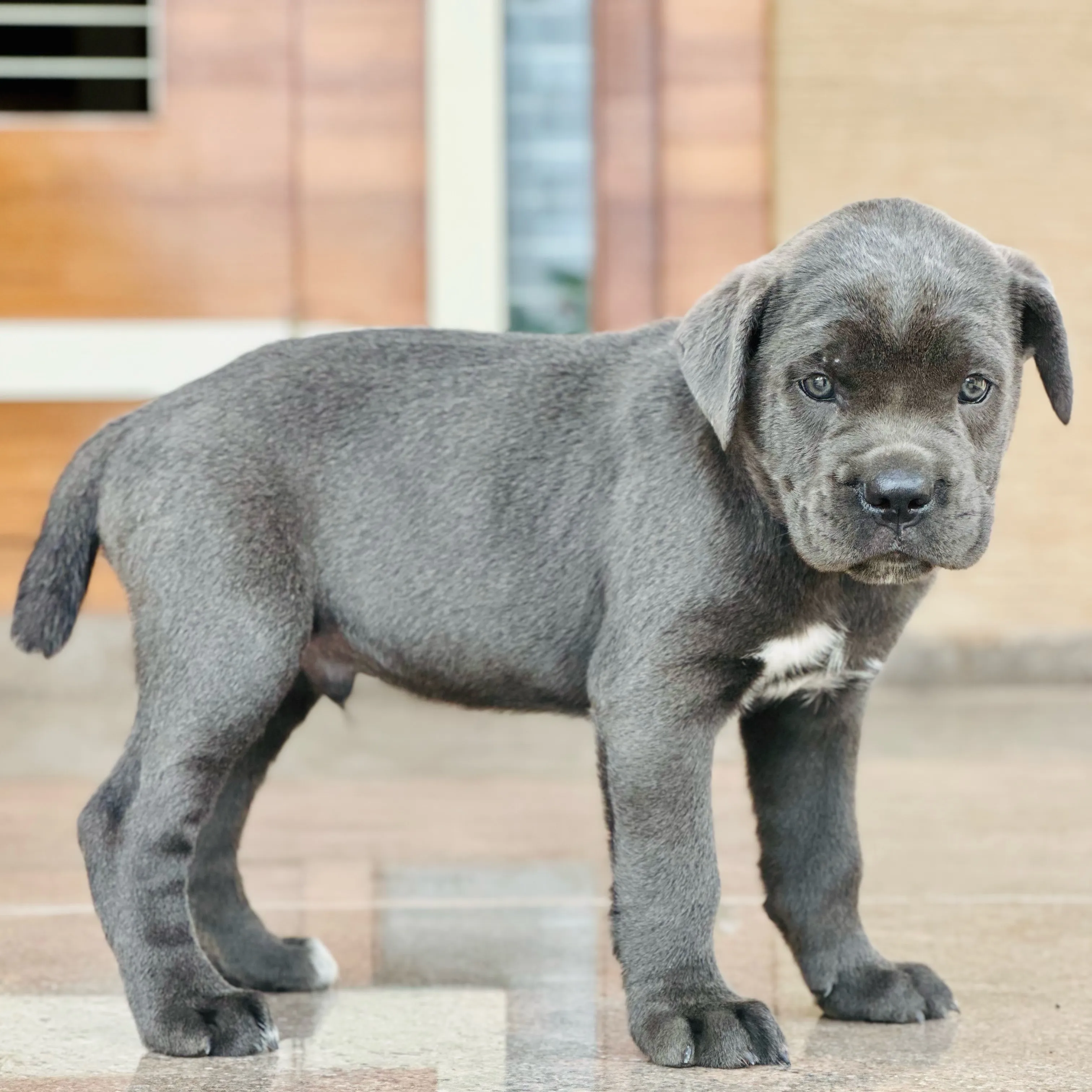 puppies_image