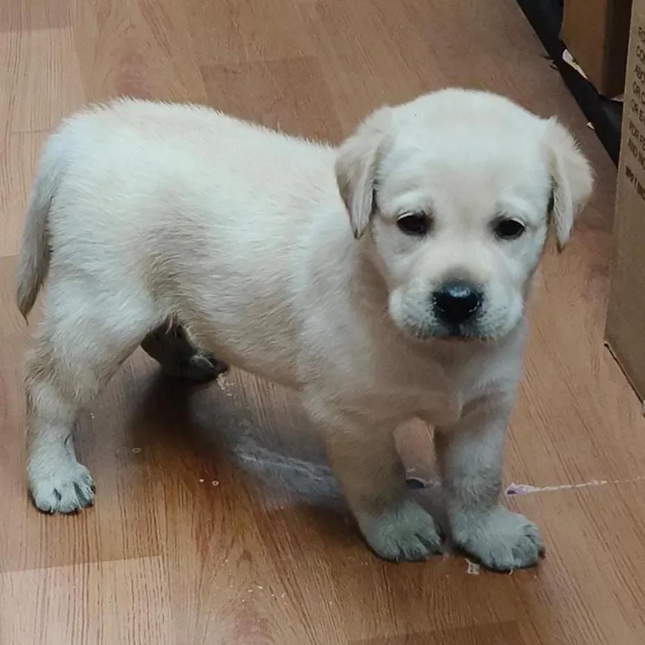 puppies_image