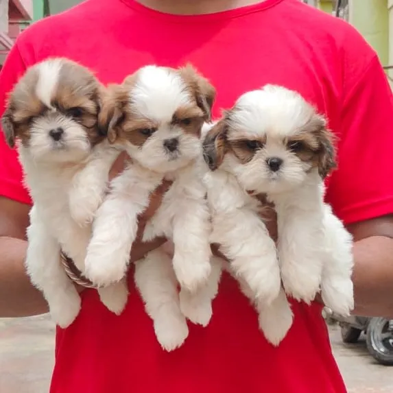 puppies_image