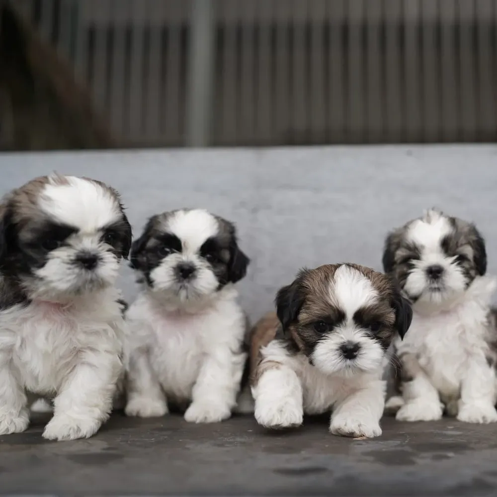 puppies_image