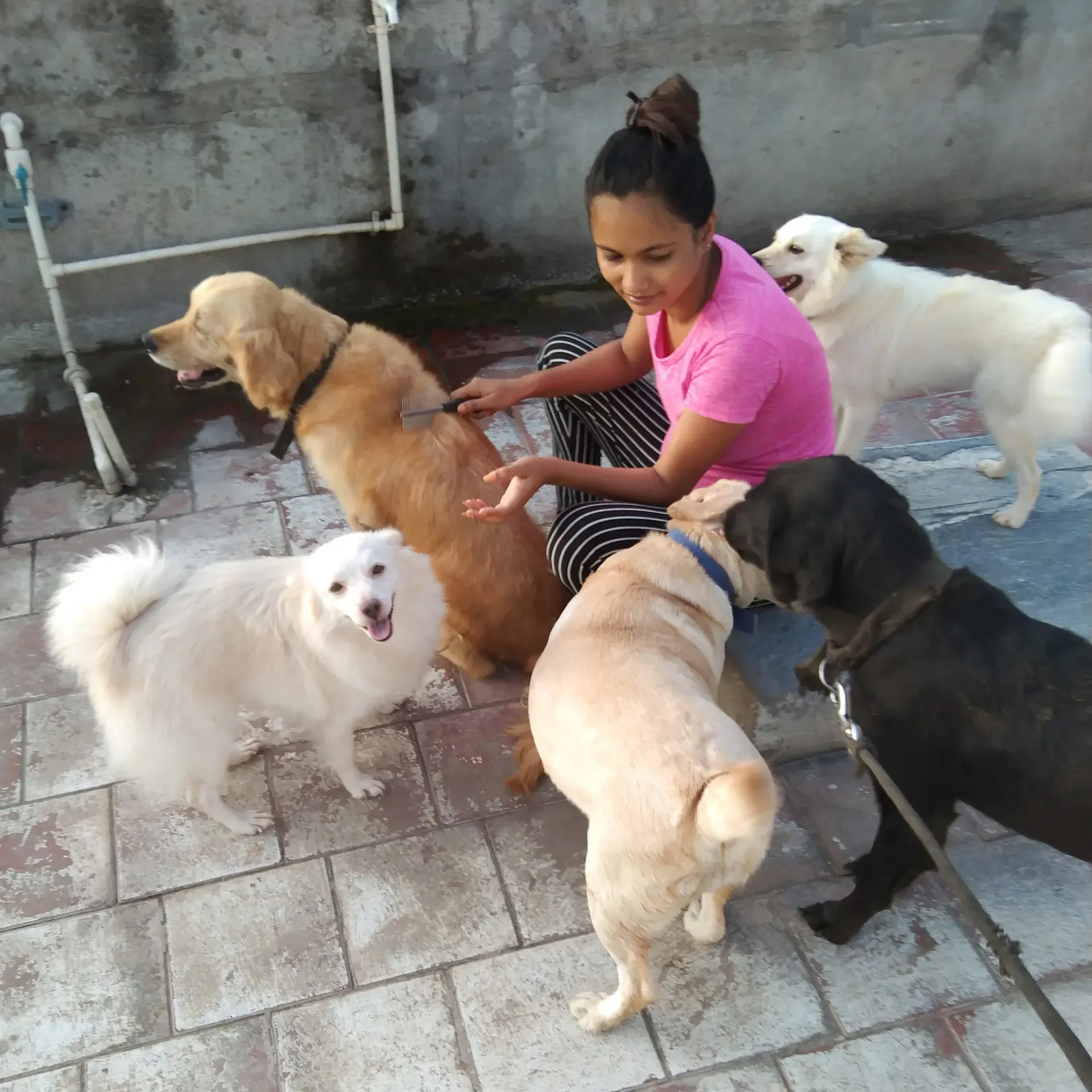 puppie_image