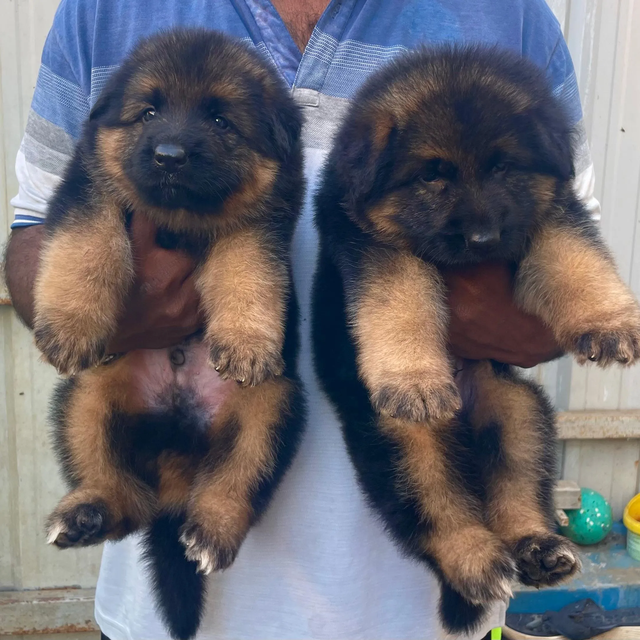 puppies_image