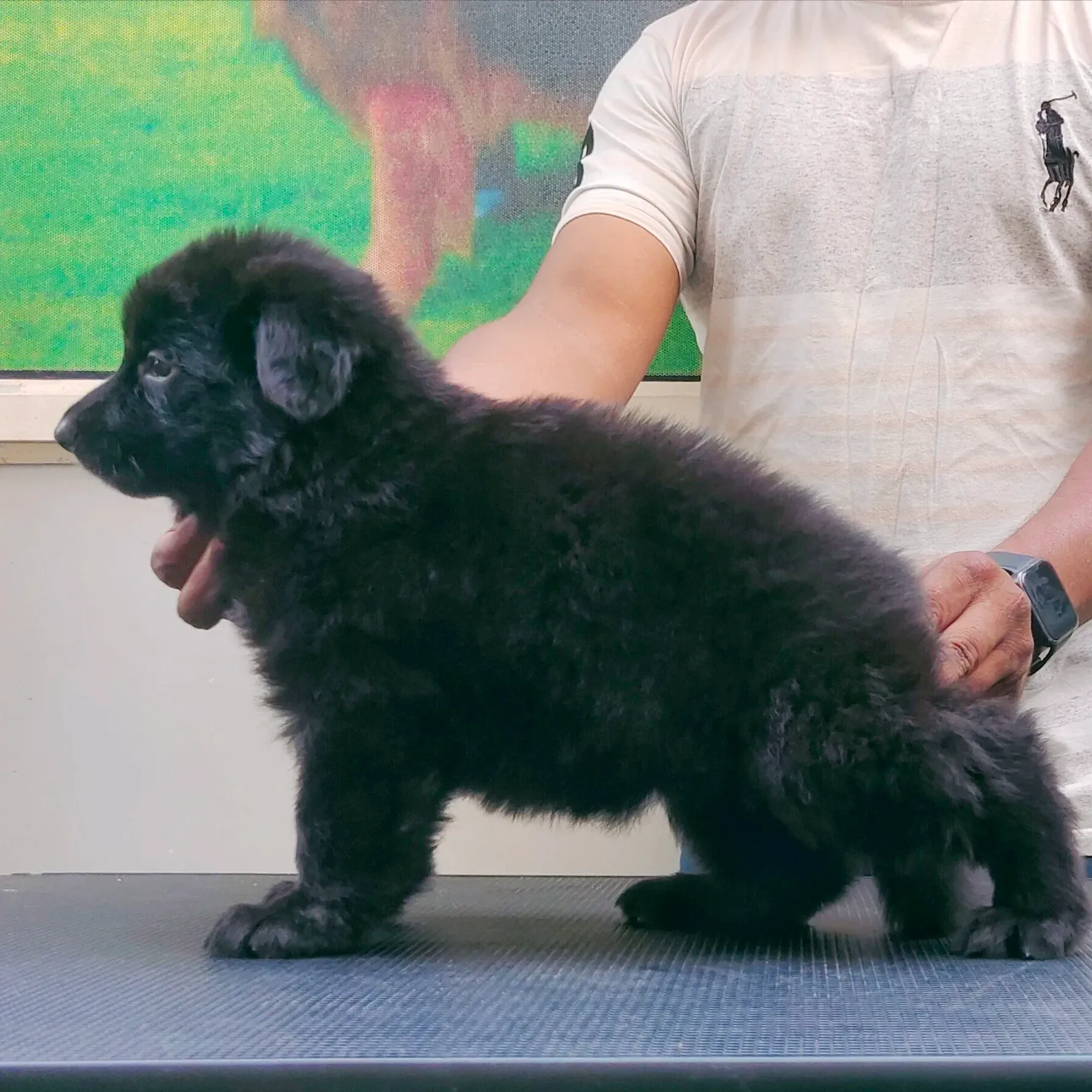 puppies_image