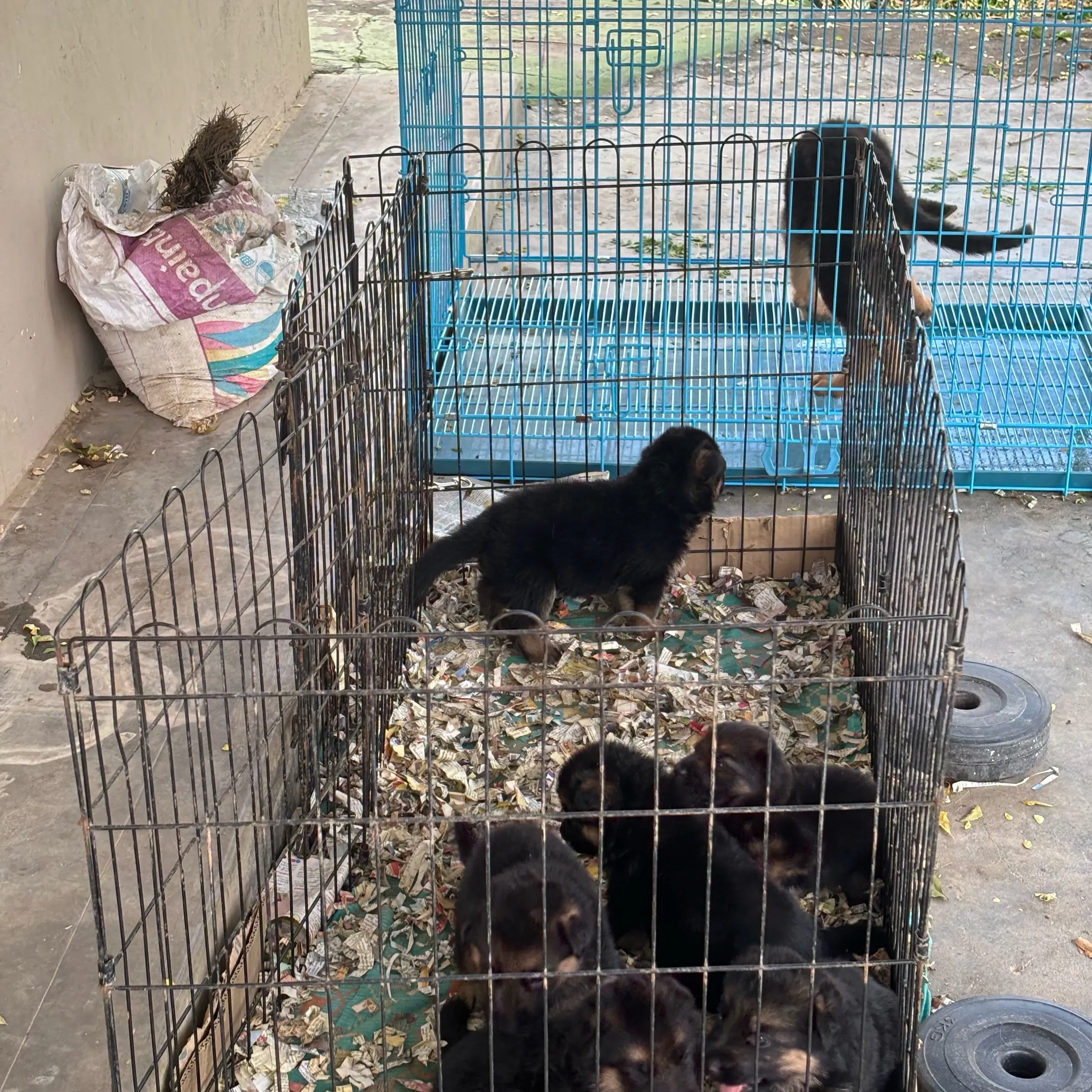 puppie_image