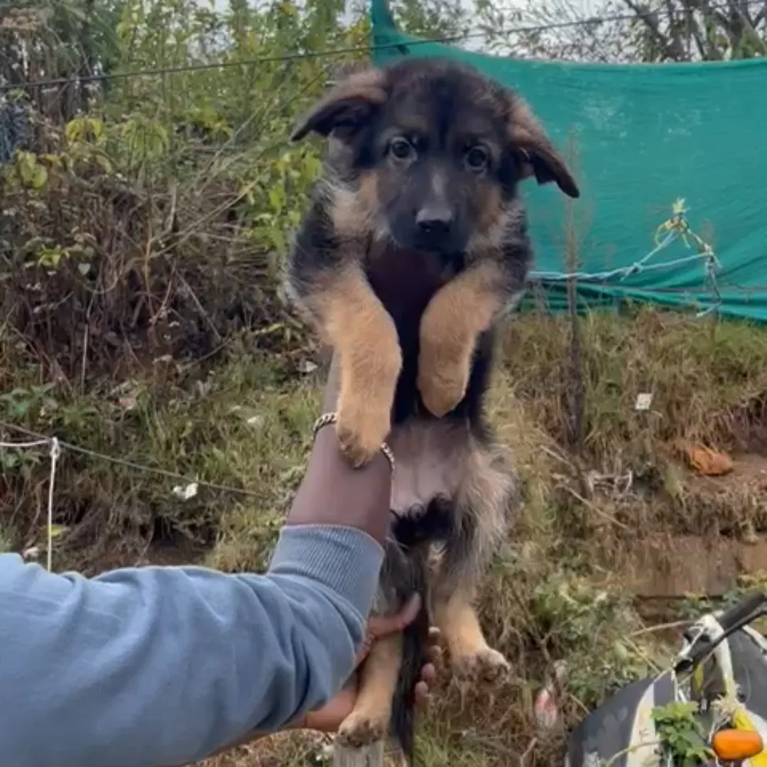 puppies_image