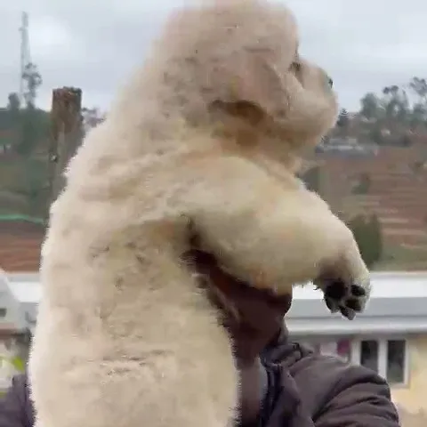puppies_image