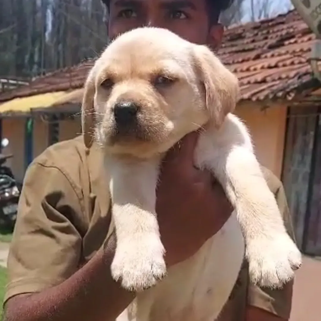 puppie_image