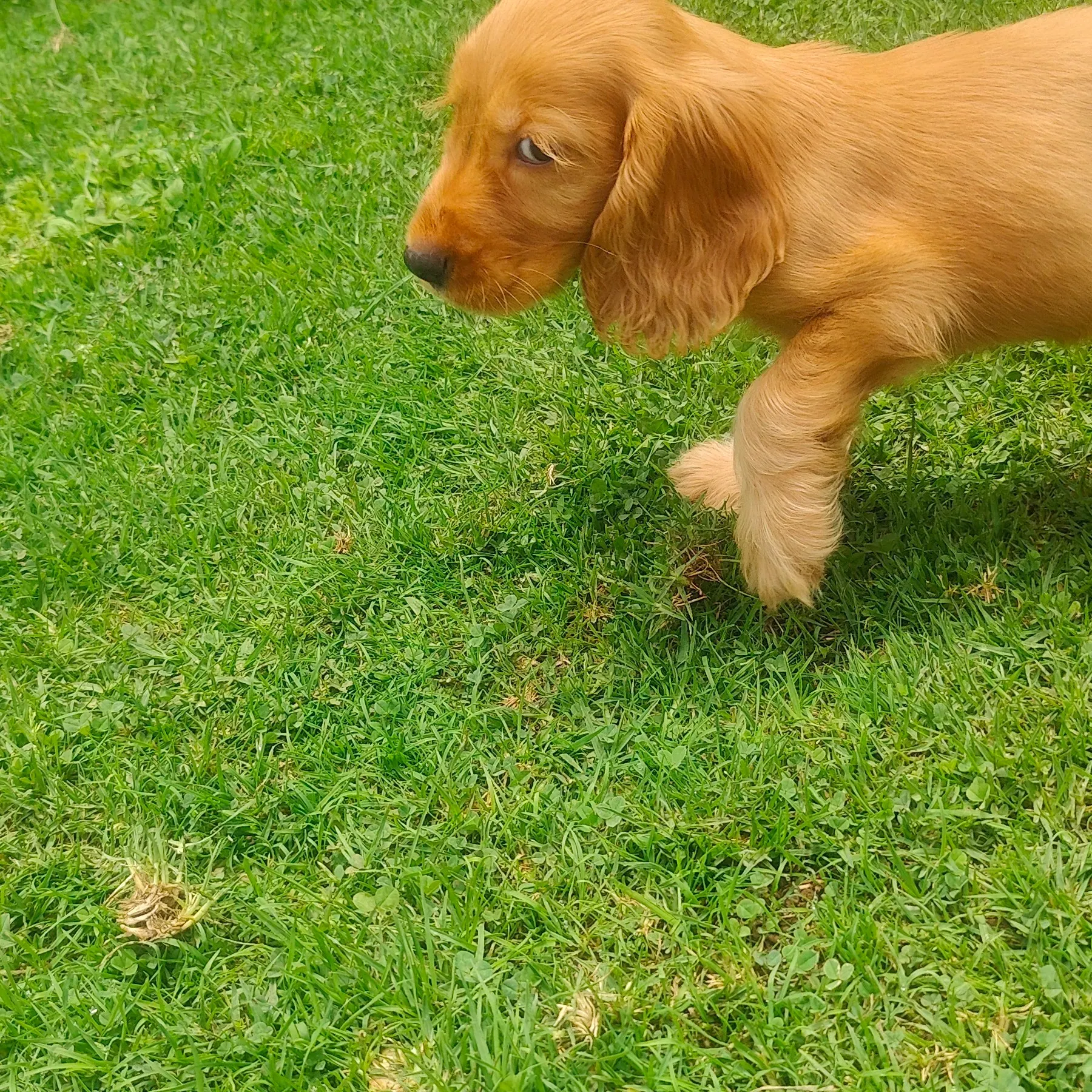 puppies_image