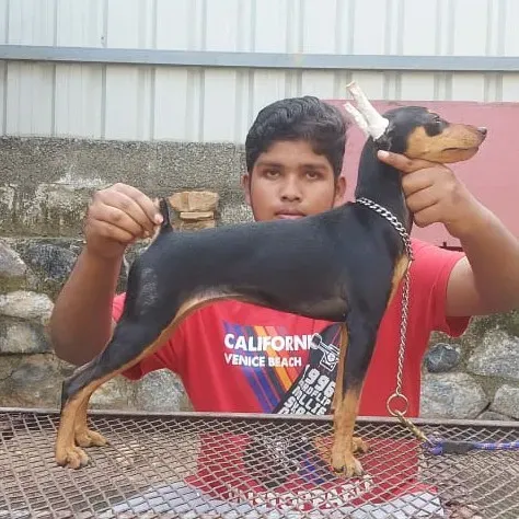 puppie_image