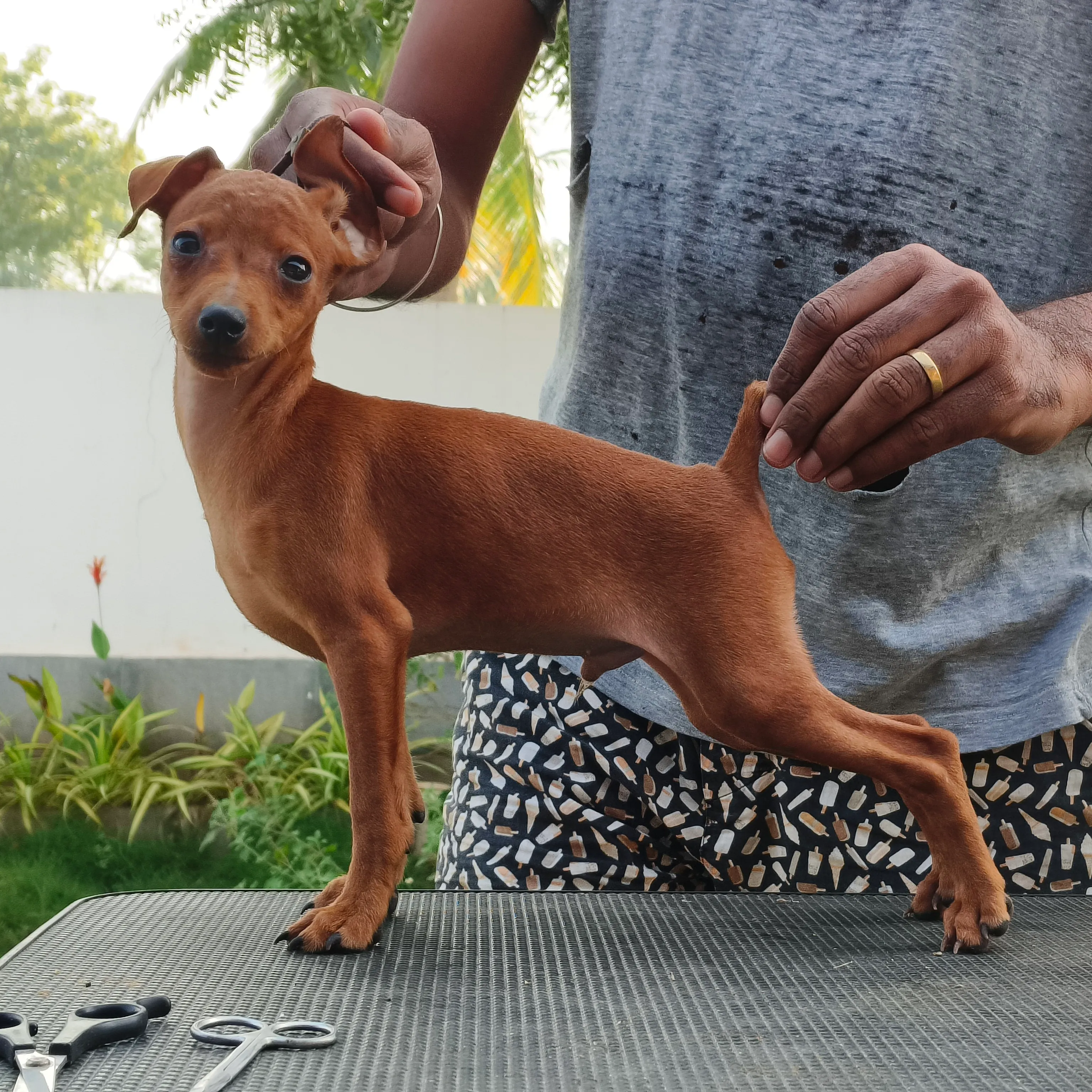 puppies_image