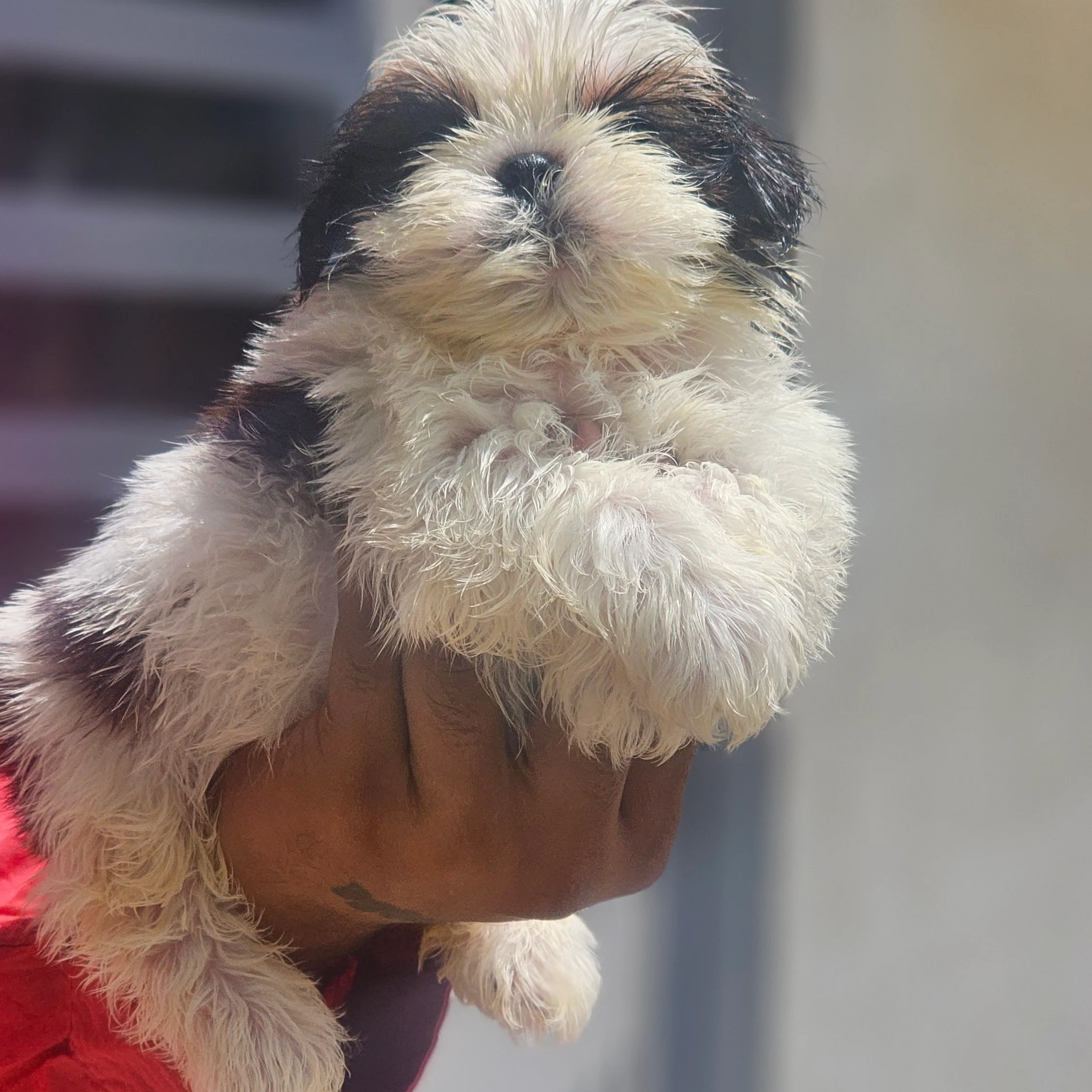 puppies_image