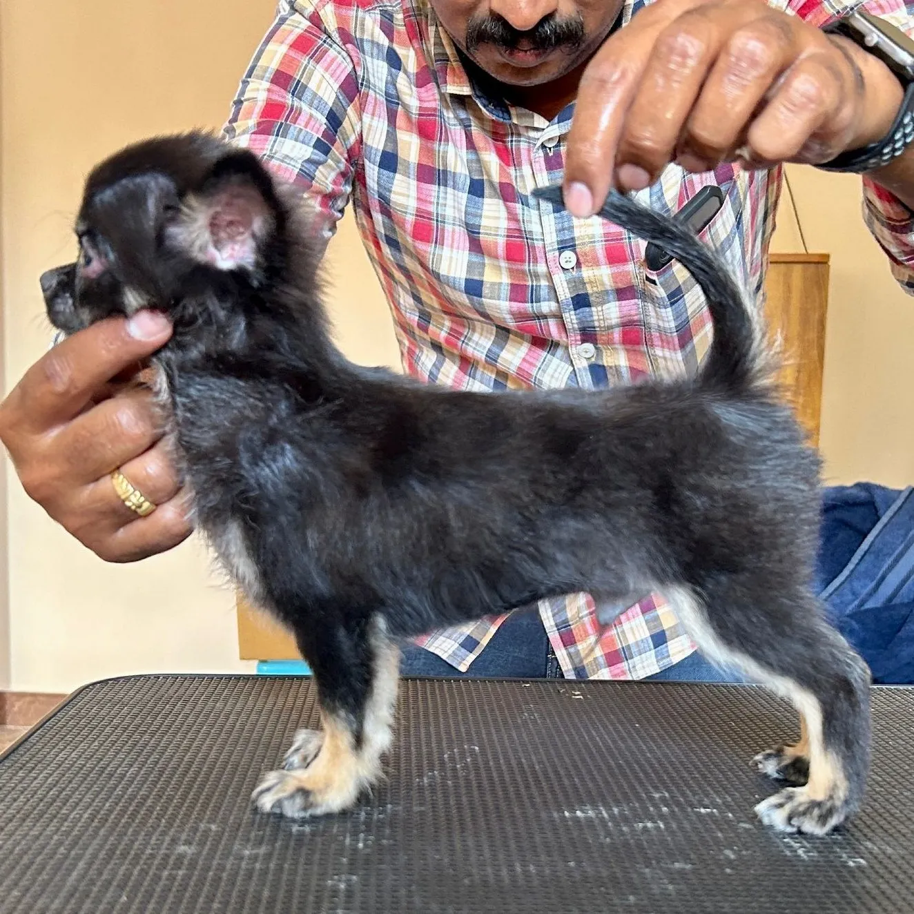 puppies_image