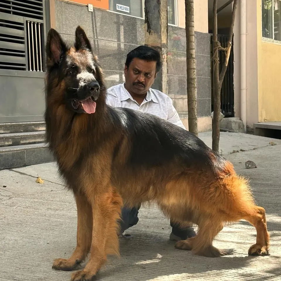 puppie_image