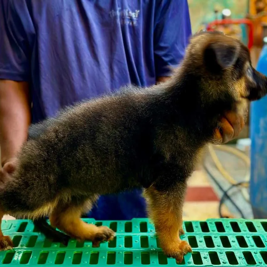 puppies_image