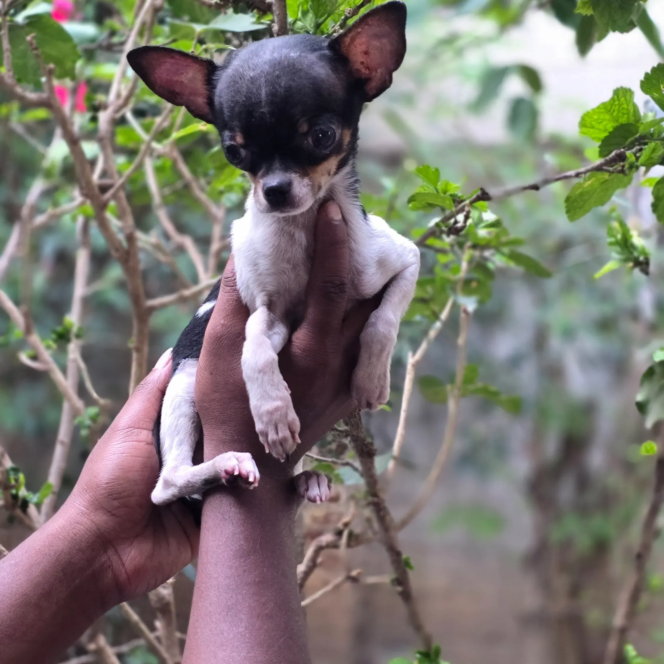 puppies_image