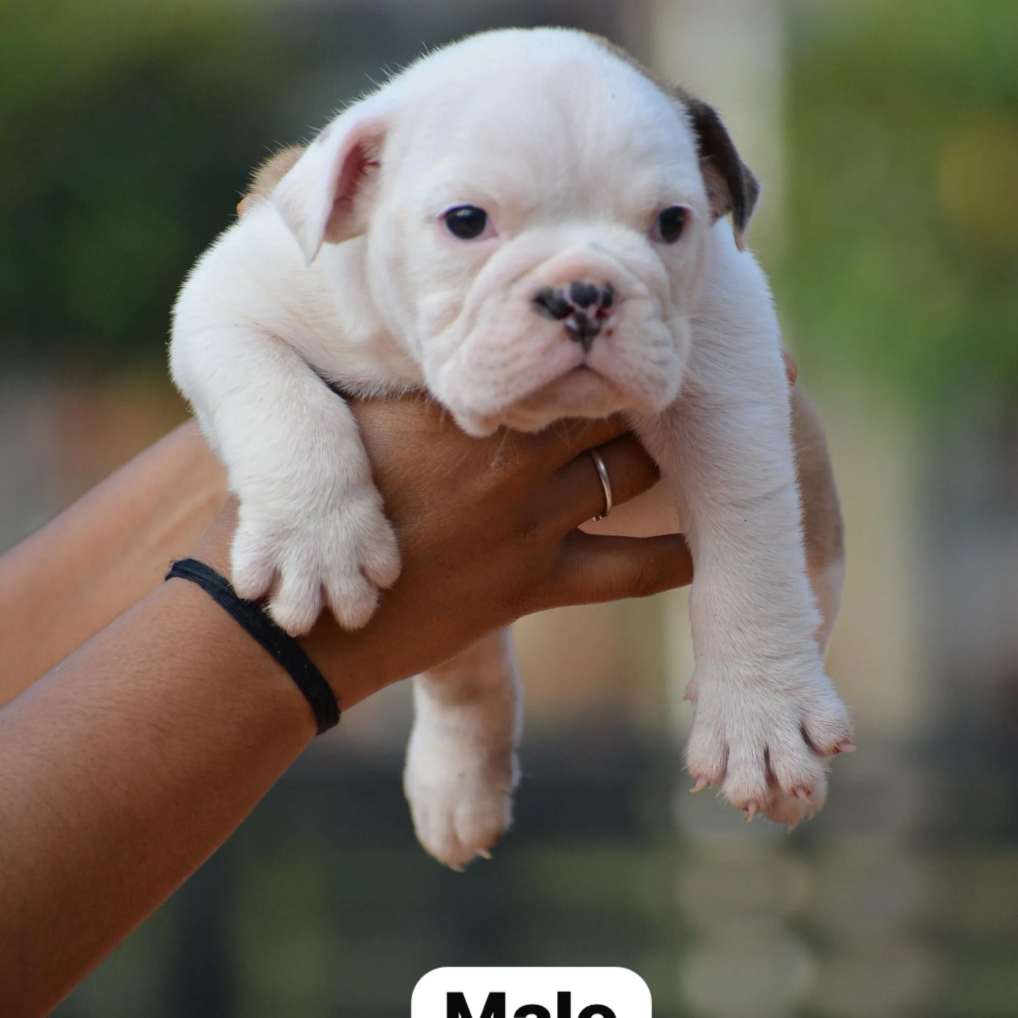 breeder