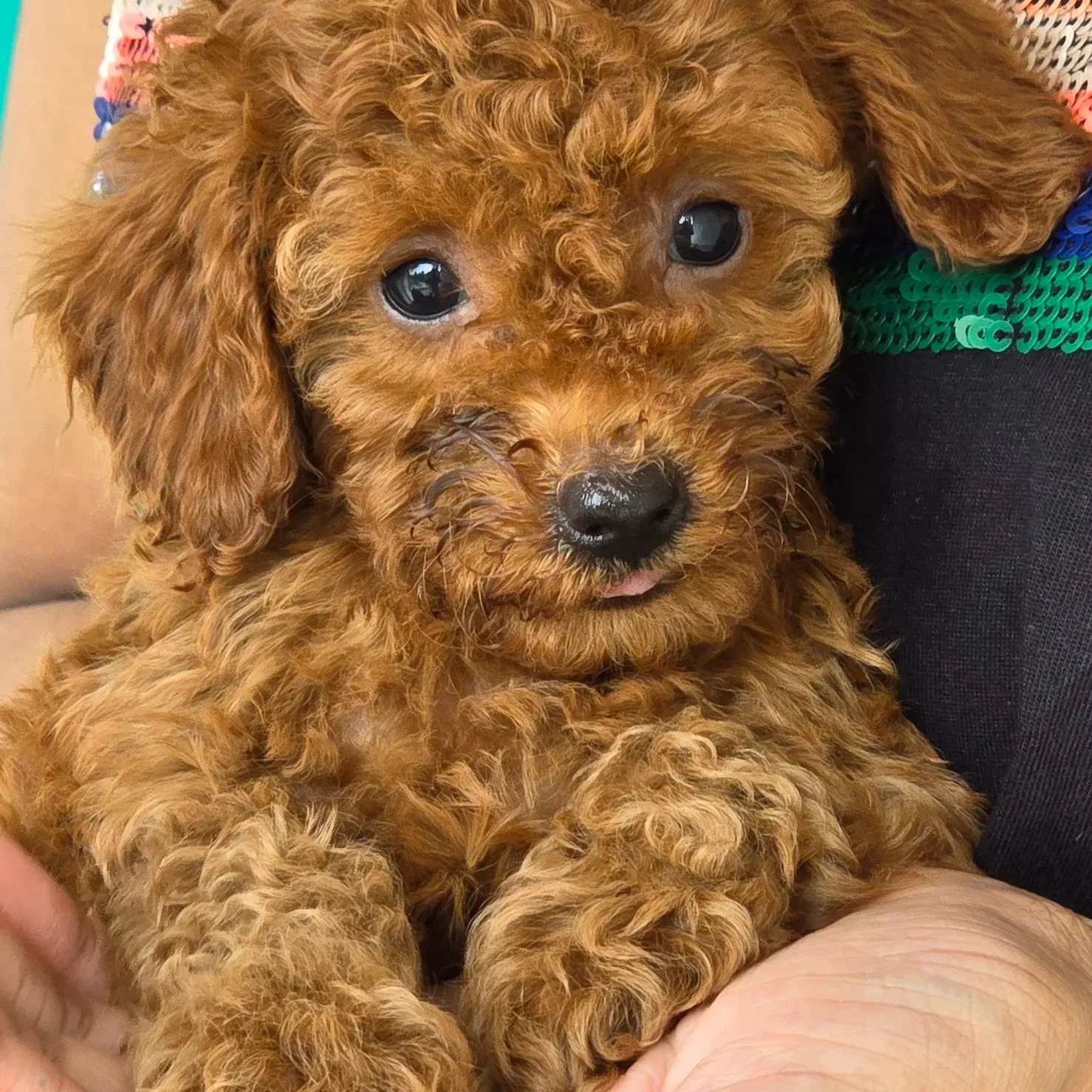 puppies_image
