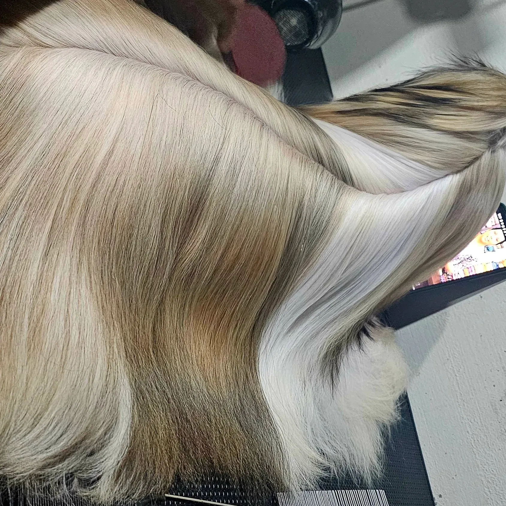 puppie_image
