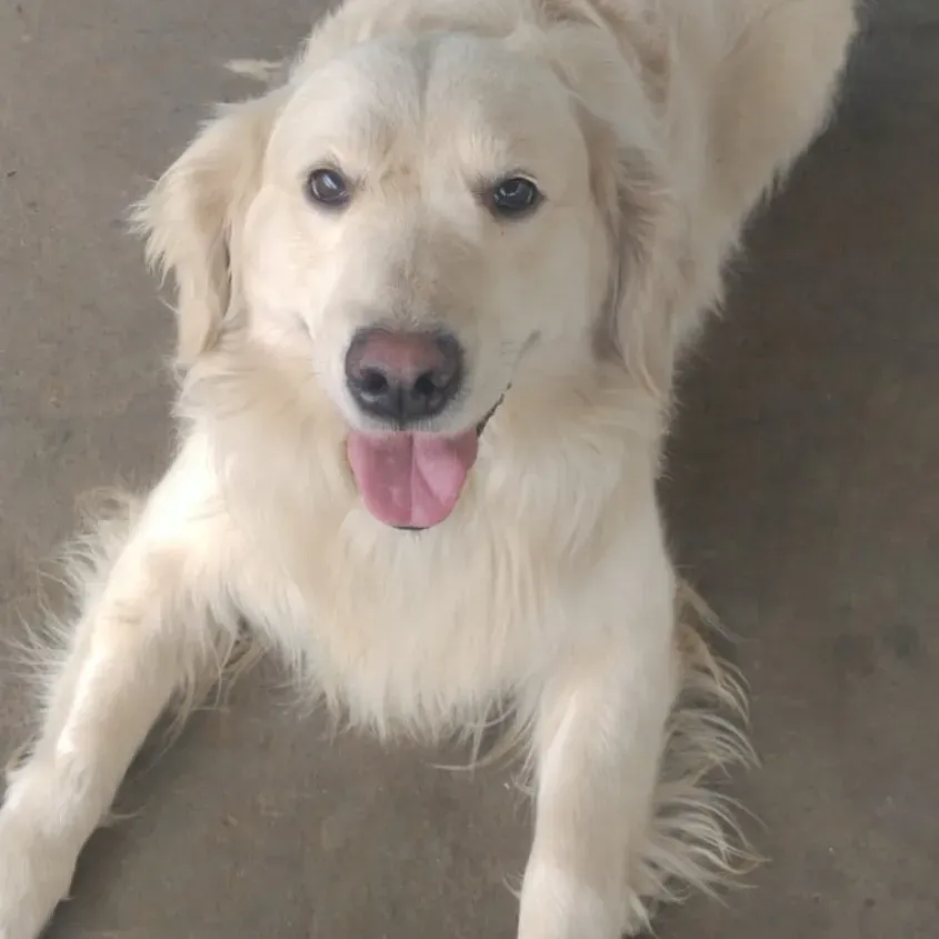 puppie_image