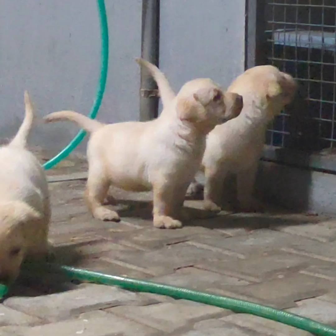 puppies_image