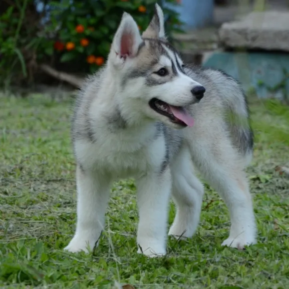 puppies_image