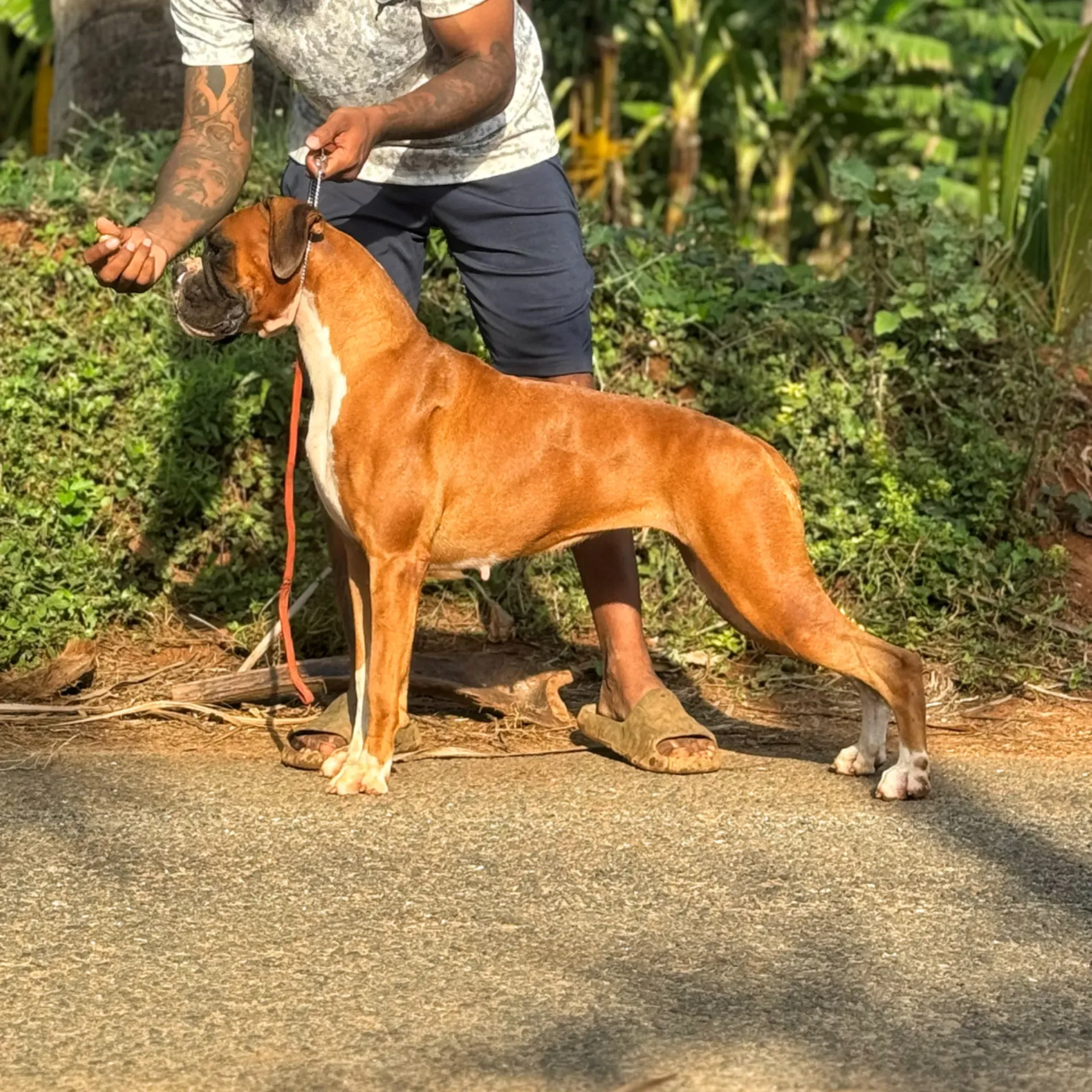 puppie_image