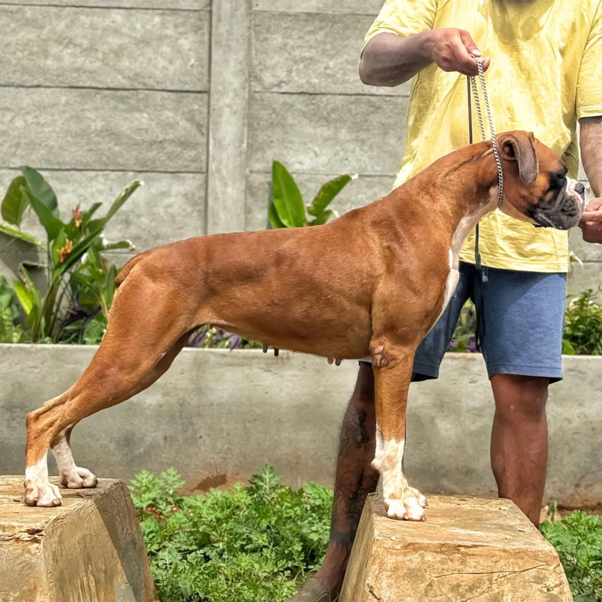 puppie_image