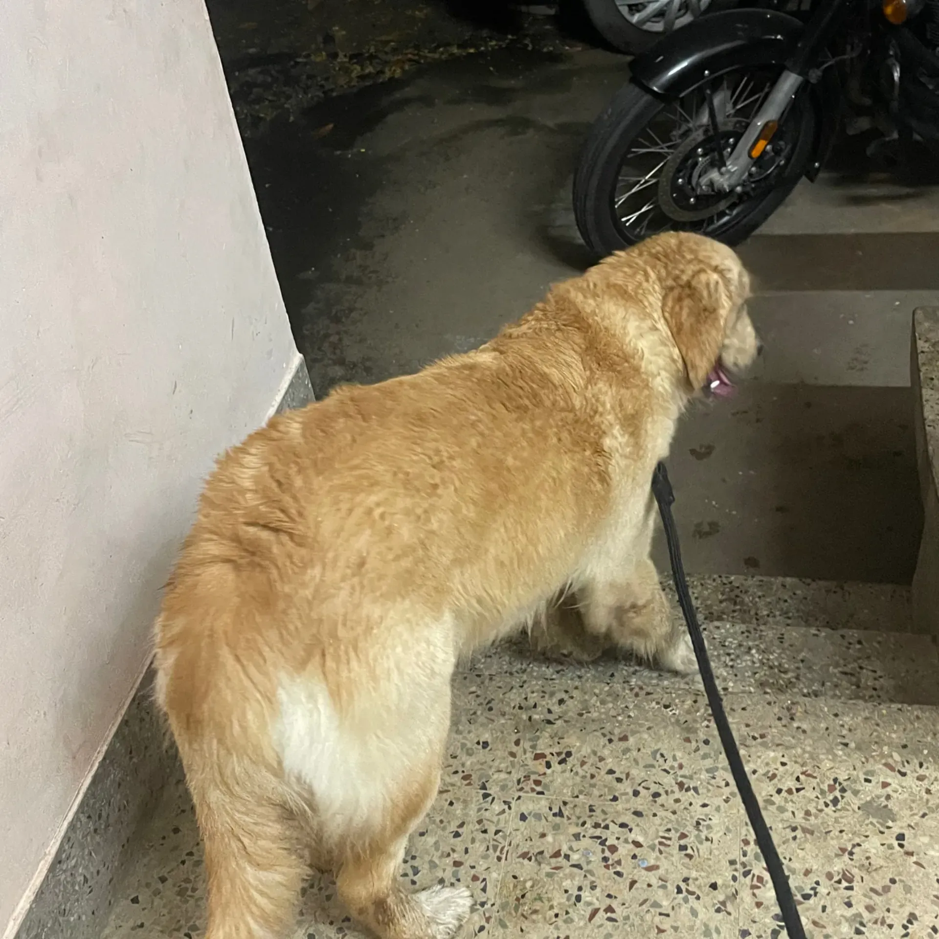 puppie_image