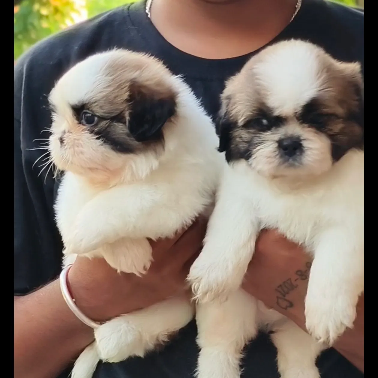 puppies_image