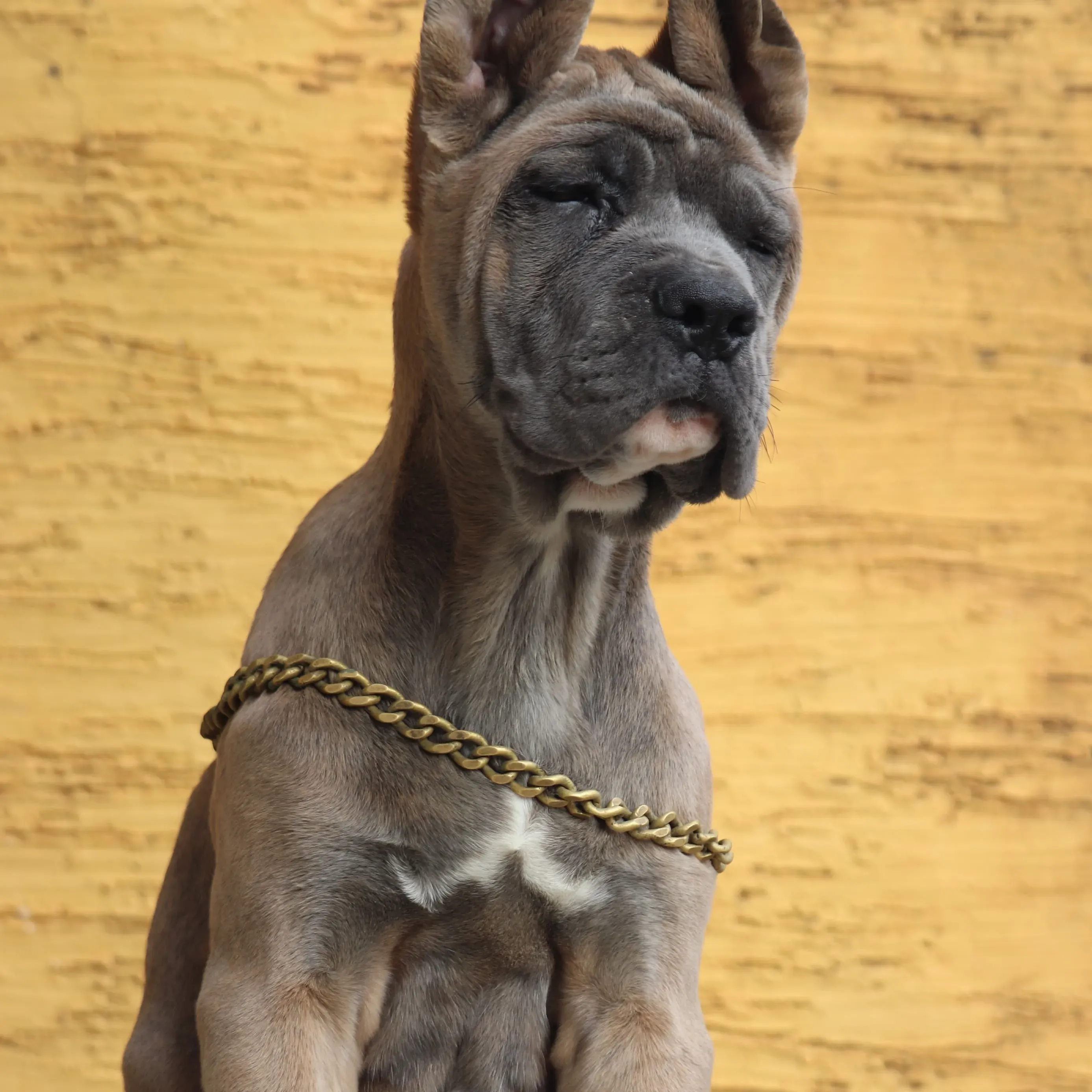 puppies_image