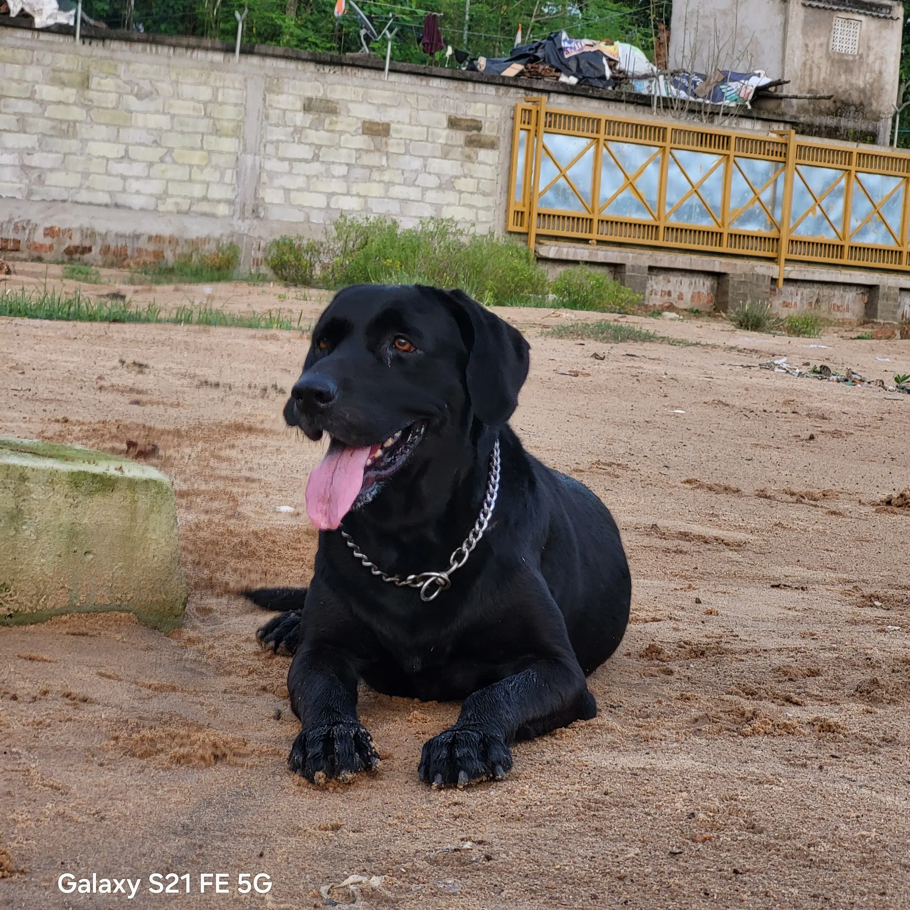 puppie_image