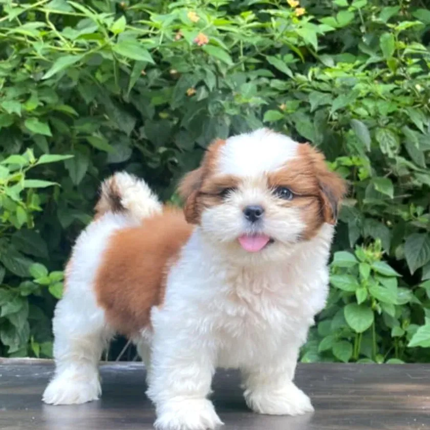 puppies_image