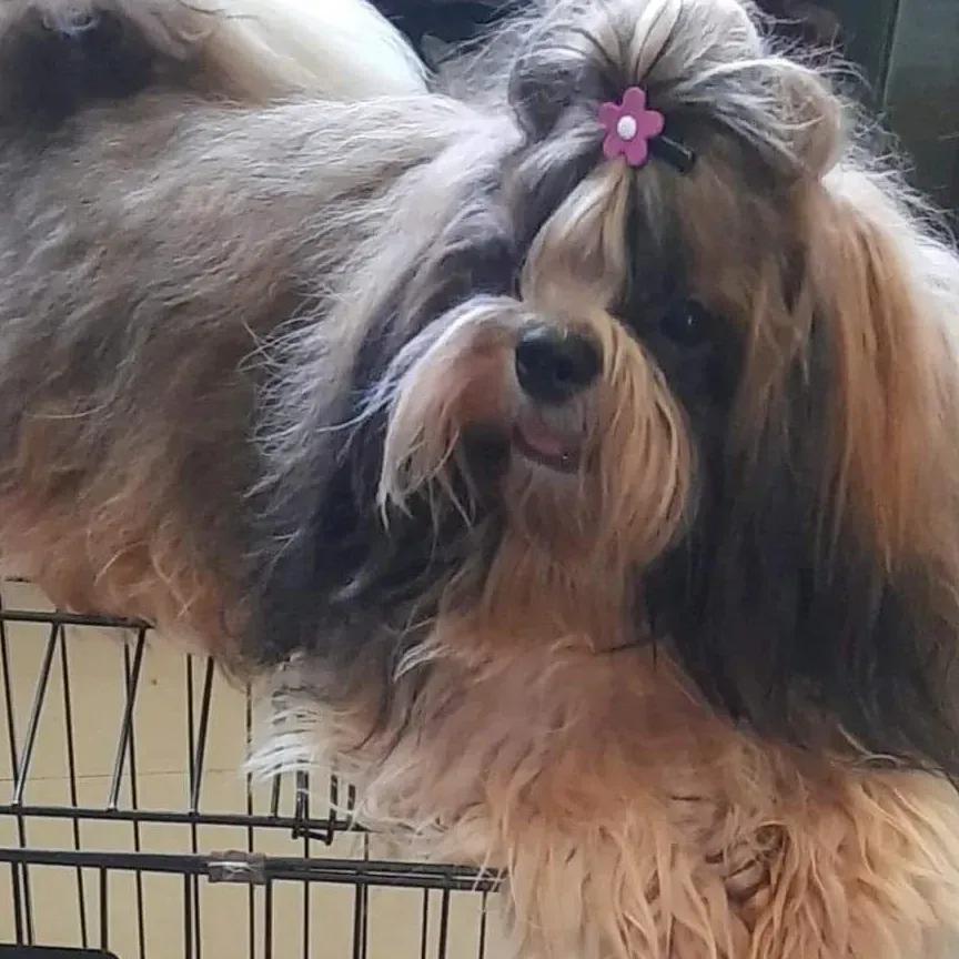puppie_image