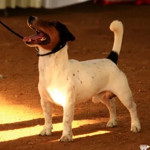 puppie_image