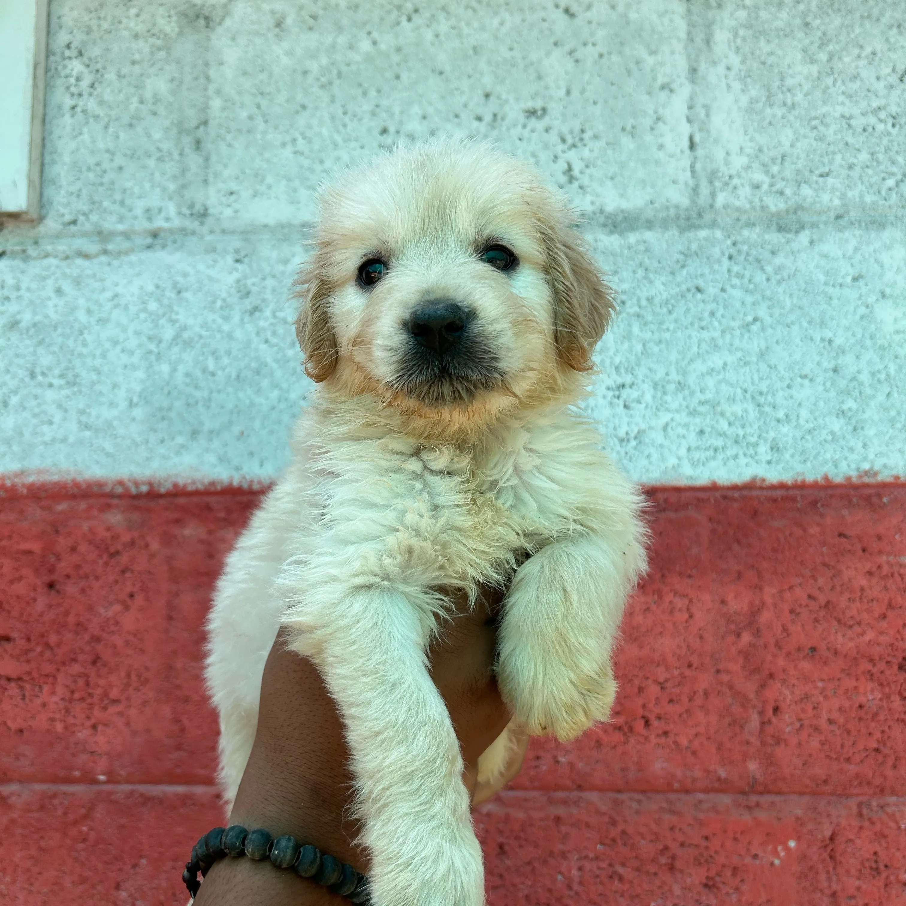 puppies_image