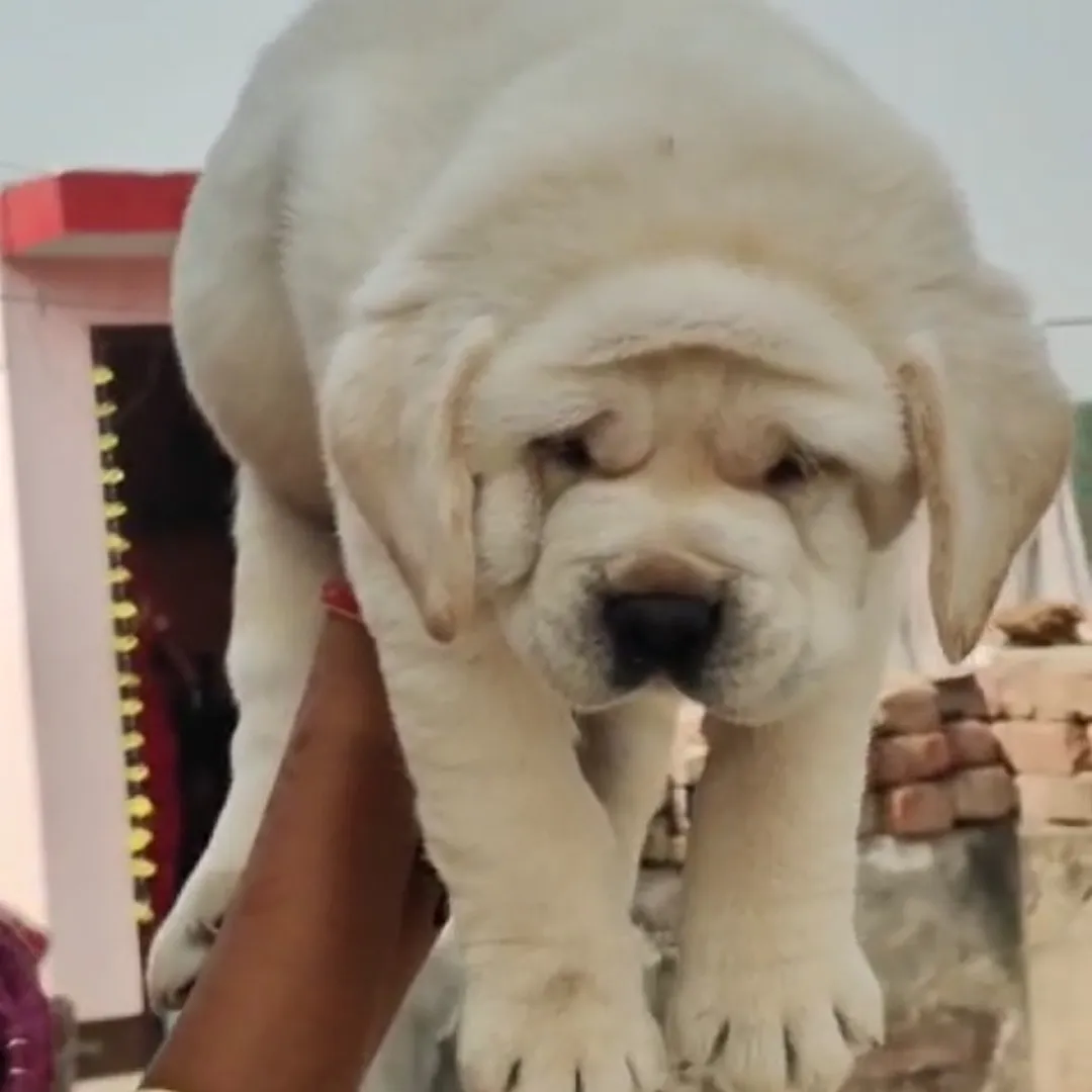 puppies_image