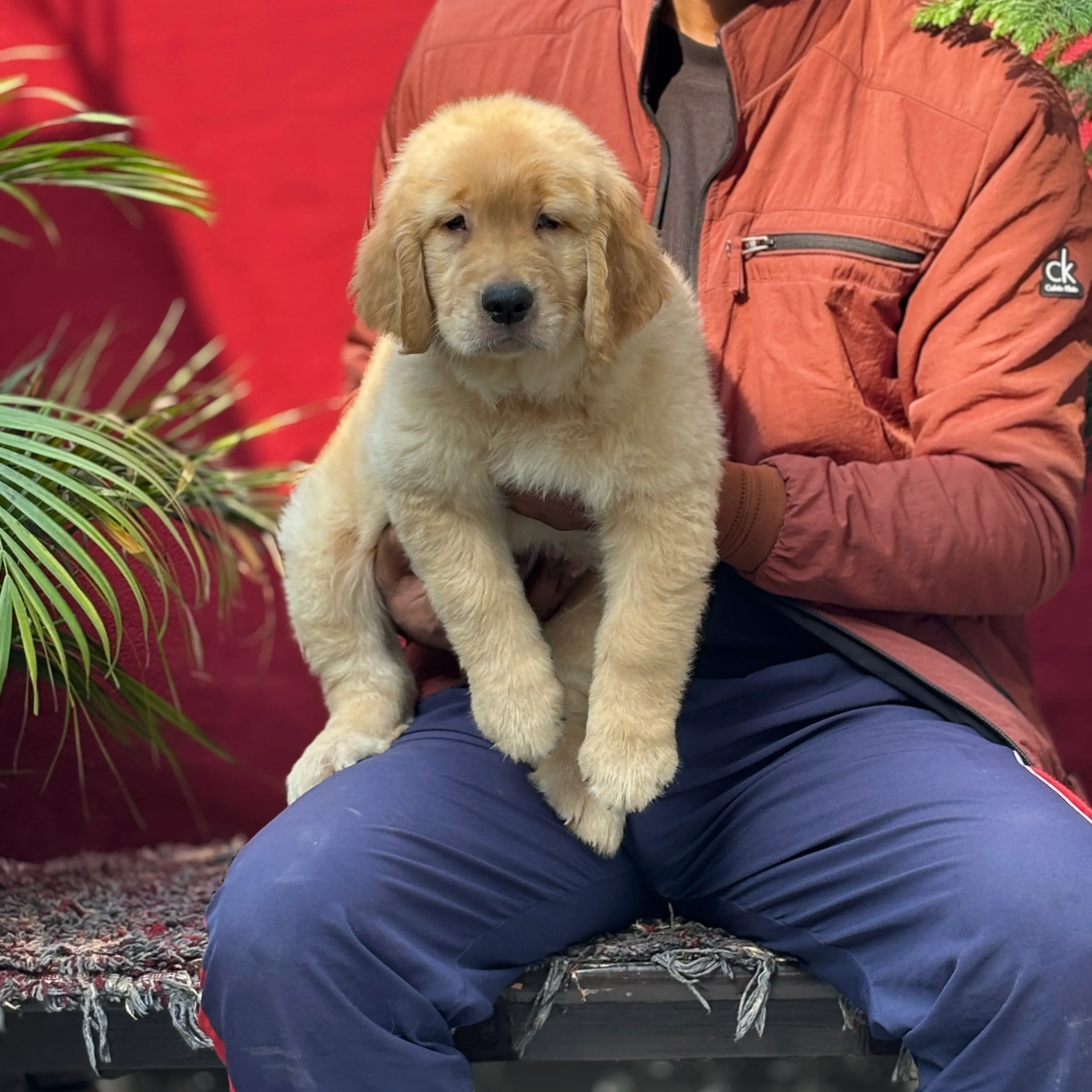 puppies_image