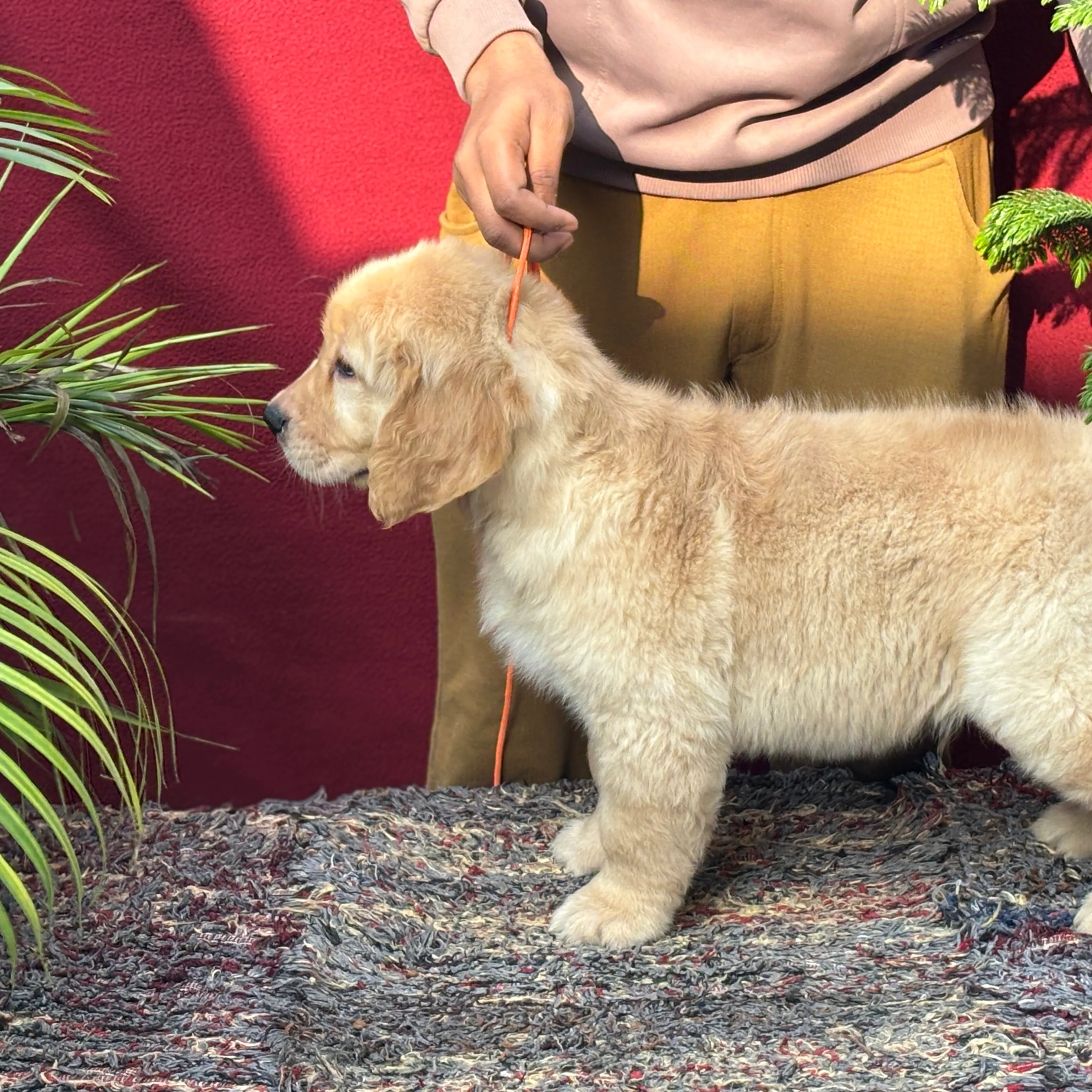 puppies_image