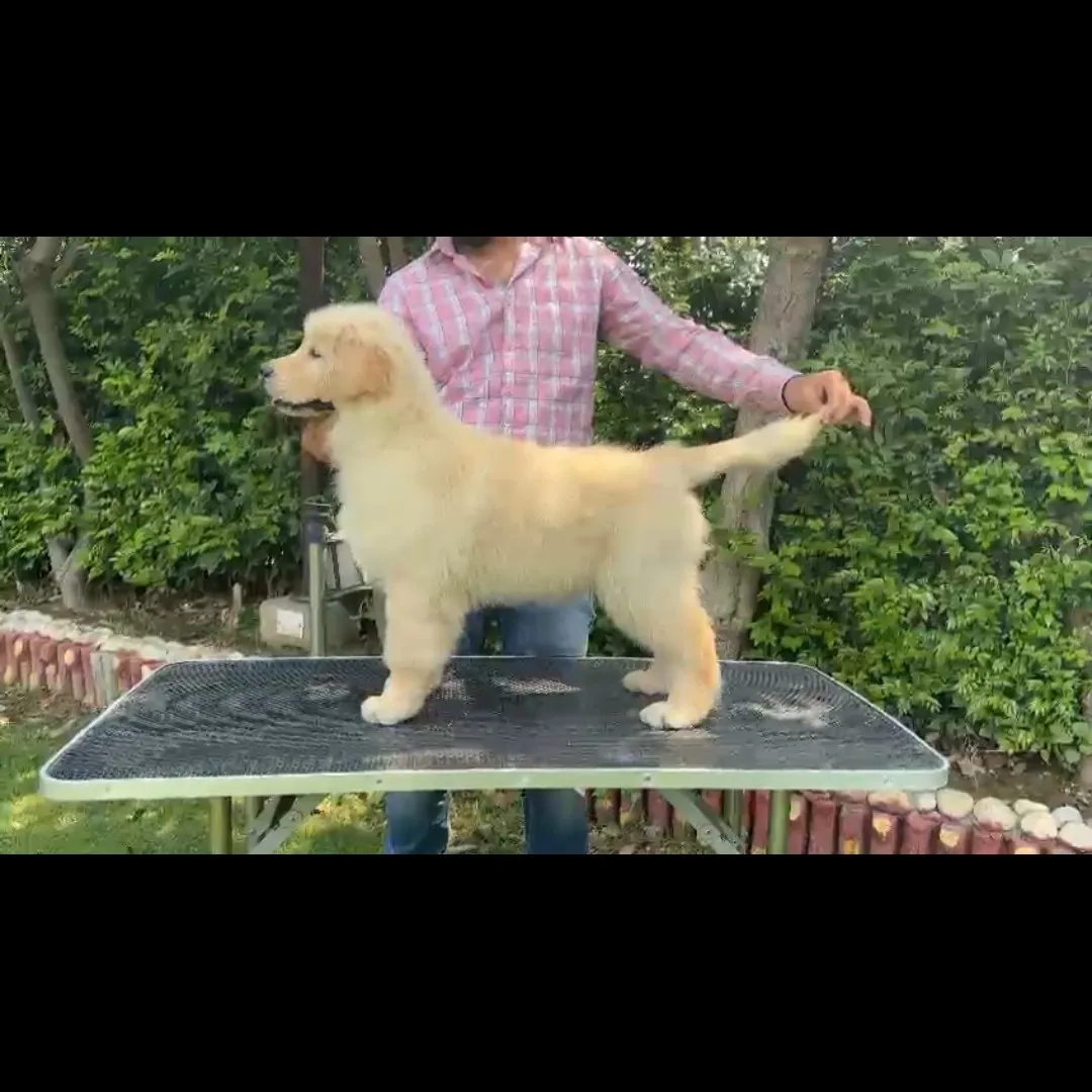 puppies_image