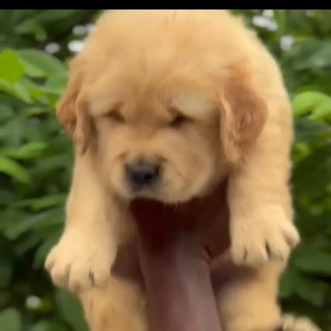 breeder