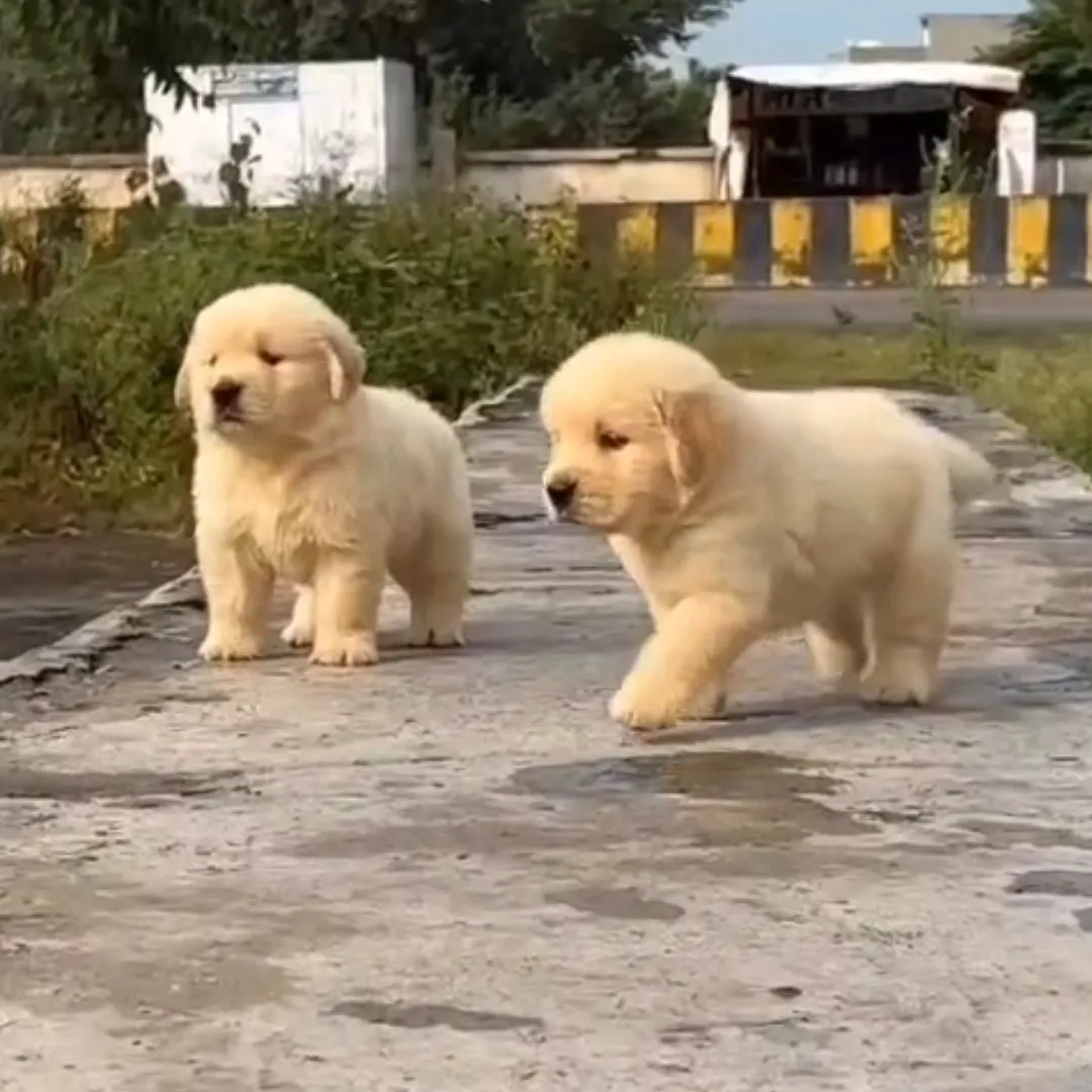 breeder